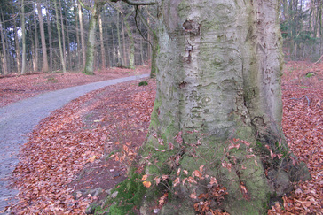 Inscripties op de beuken