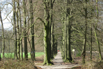 Beukenlanen