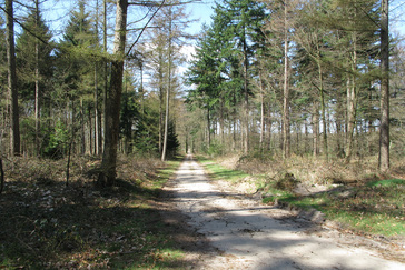 Douglas en lariks bos