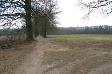 Herplanting Beukenlanen
