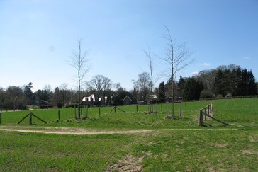 Groep vrijstaande bomen