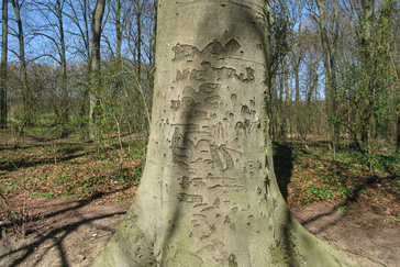 Inscripties op bomen