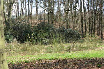Herstel beekloop