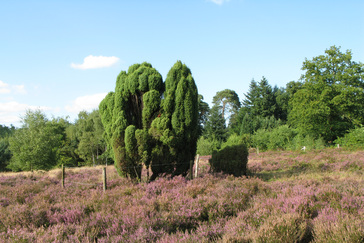 Jeneverbessen op de Heide