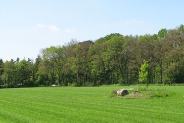 Esdoorn Bilderberg