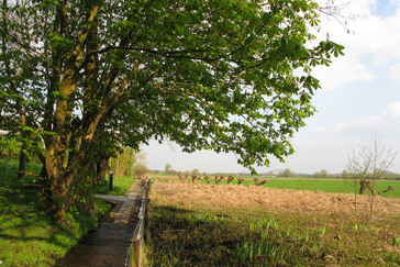 Molenkolk Dennenoord