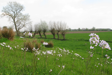 Kwel in de uiterwaarden