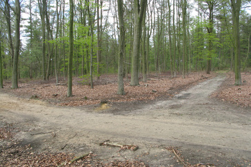 Beukenbos