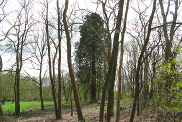Mammoetboom