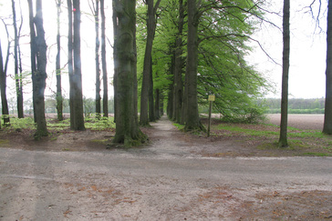 Beukenlanen