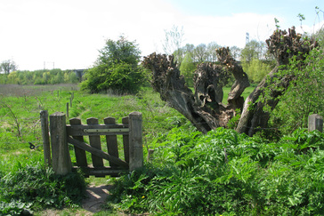 Knotwilgen langs de Leigraaf