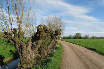 Knotwilgen