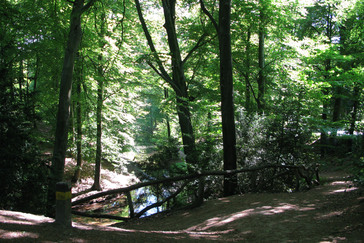 Moskoepel