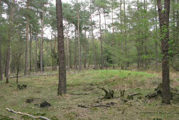 Grafheuvel in het bos