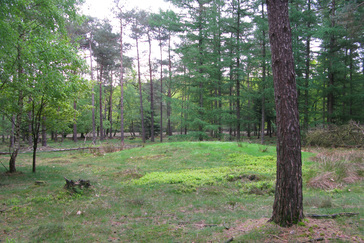 Grafheuvel in het bos