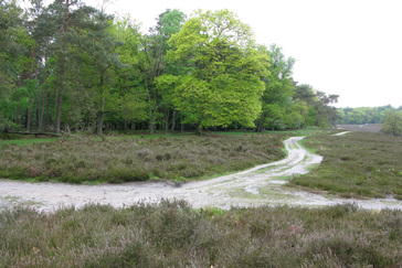 Knooppunt op de heide