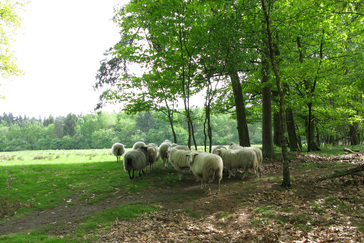 Afrastering voor begrazing