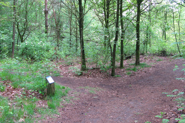 Jong bos
