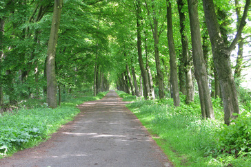 Lindelaan Westerheide