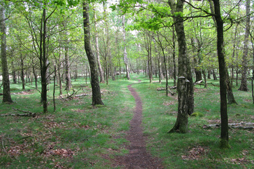 Slingerpaadje door Berkenbos