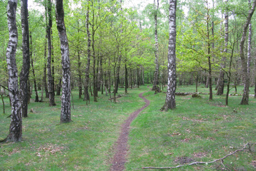 Slingerpaadje door Berkenbos