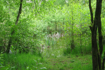 Vijvertje Westerheide