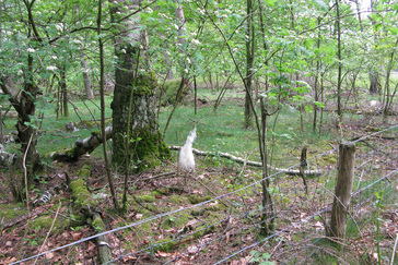 Schapenhaar aan de bomen