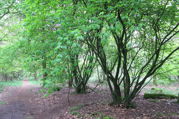 Twee krenteboompjes