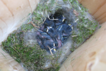 Nestkastjes in het bos