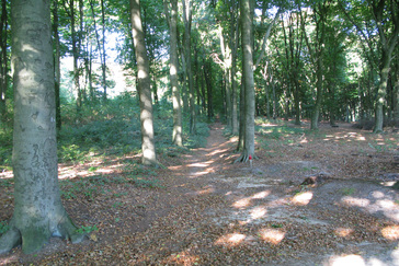 Beukenlanen