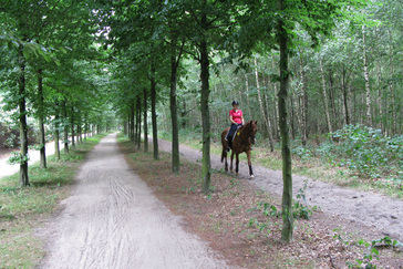 Herplanting Beukenlanen