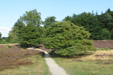 Krentenboompjes op de Heide