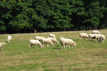 Begrazing met schapen