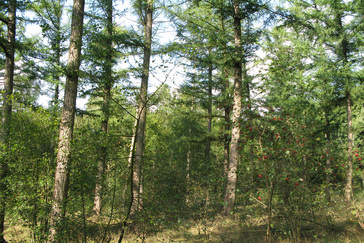 Lariksbos