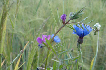 Bloemenweitje Duno