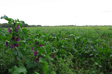 Akkers Veld en Beek