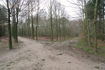 Herplanting Beukenlanen