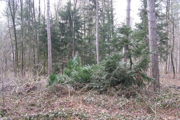 Coniferen in het bos