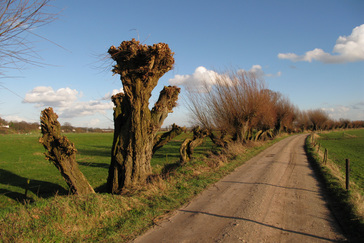 Knotwilgen