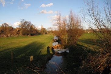 Knotwilgen langs de Leigraaf
