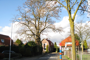 Oude Acacia