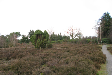 Jeneverbessen op de Heide Jeneverbessen op de Heide